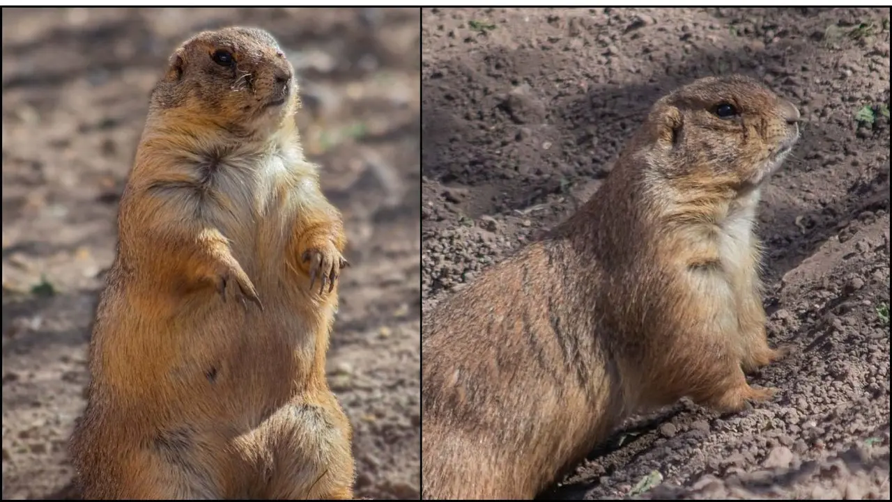 El Museo del Desierto en Saltillo cuenta con ejemplares de Perritos de la Pradera. (Fotografía: Mude)