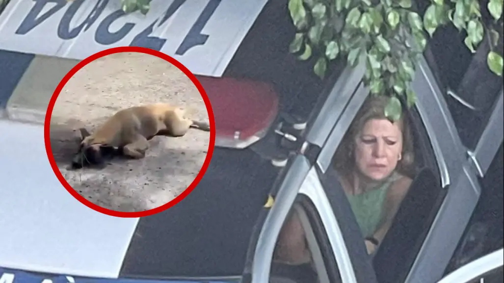 Detienen a mujer que arrastró a perro con su camioneta