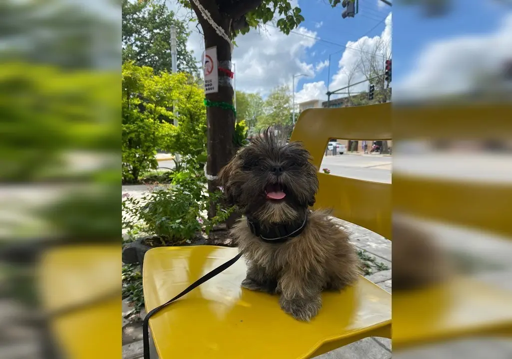 Lleva a tu mascota al restaurante. Foto: Sanjua Pineda