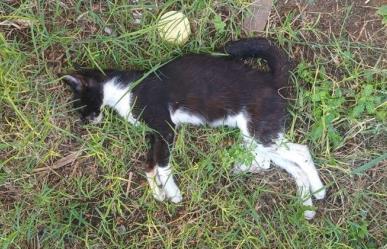 Envenenamiento de 25 gatos en fraccionamiento de Altamira