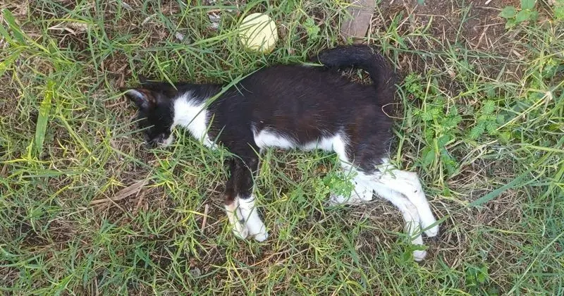 Envenenamiento de 25 gatos en fraccionamiento de Altamira