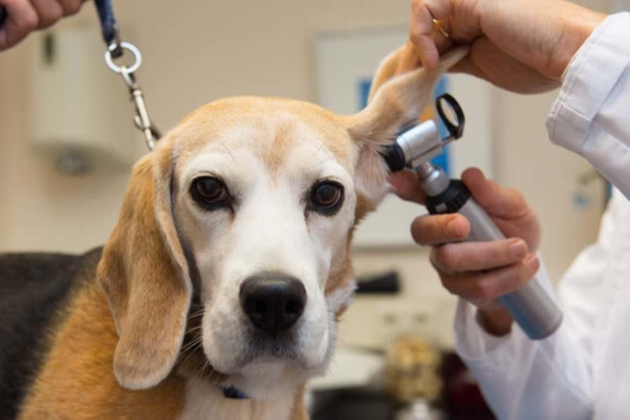 Perrito en revisión geriátrica. Foto. Mundo Deportivo