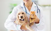 ¡Primero los animalitos! Estas son las clínicas veterinarias GRATIS en CDMX