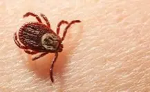 Rickettsia y Lyme: enfermedades transmitidas por picadura de garrapata