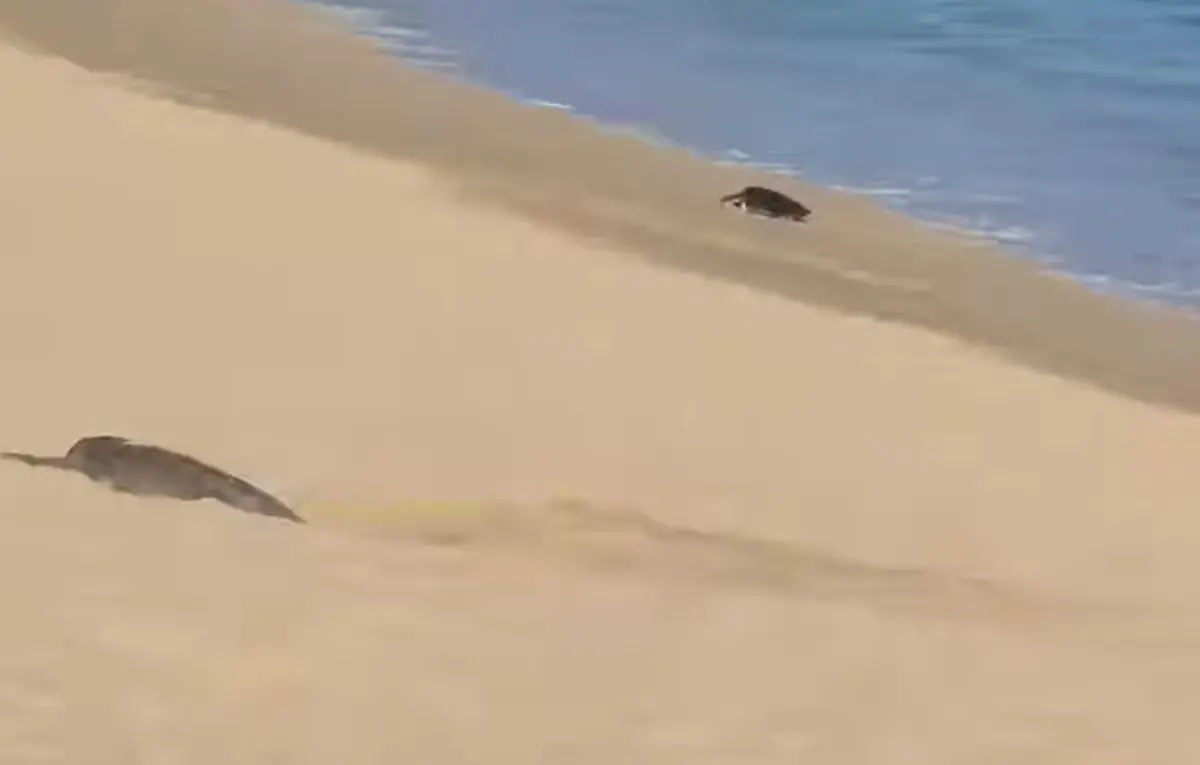 (VIDEO) Sorprende arribo masivo de tortugas marinas en playa El Médano