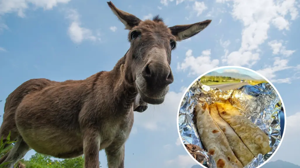 ¿Por qué se llaman burritos los tacos de tortilla de harina?