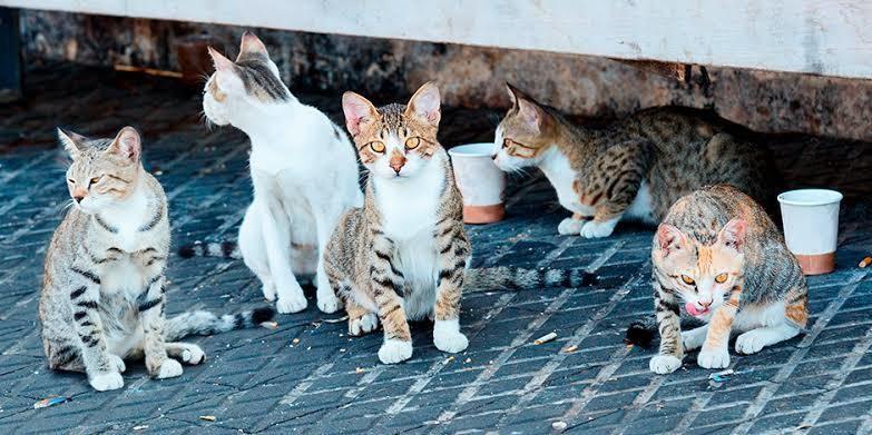 Gatitos del parque del Fovissste buscan hogar