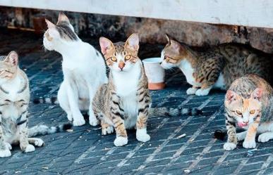 Gatitos del parque del Fovissste buscan hogar