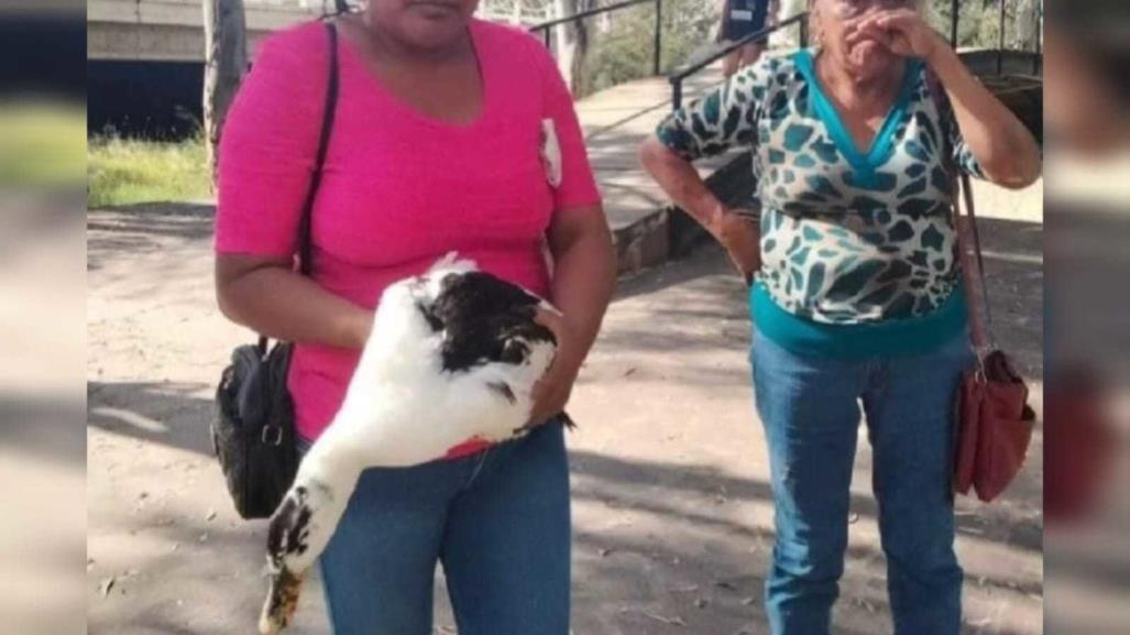 ¡Se roban los patos! Mujer se estaba llevando patos del Parque Guadiana