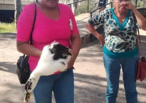 ¡Se roban los patos! Mujer se estaba llevando patos del Parque Guadiana