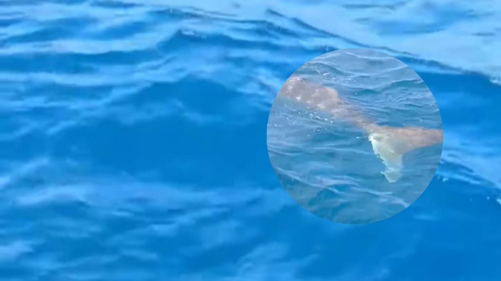 Pescadores de Progreso captan tiburones ballena en las costas yucatecas (VIDEO)