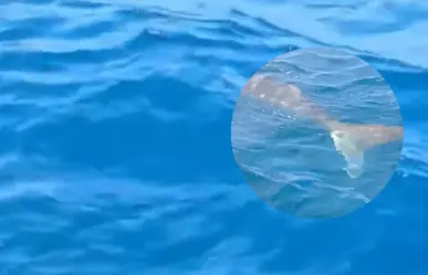 Pescadores de Progreso captan tiburones ballena en las costas yucatecas (VIDEO)