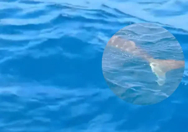 Pescadores de Progreso captan tiburones ballena en las costas yucatecas (VIDEO)