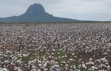 El Mante queda fuera de la siembra de algodón por segundo año consecutivo