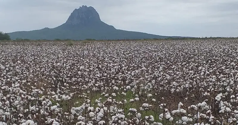 El Mante queda fuera de la siembra de algodón por segundo año consecutivo