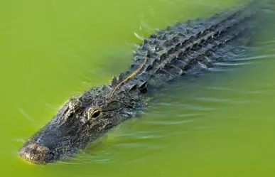 Peligros en Florida: Caimanes nadan por las calles tras el huracán Helene