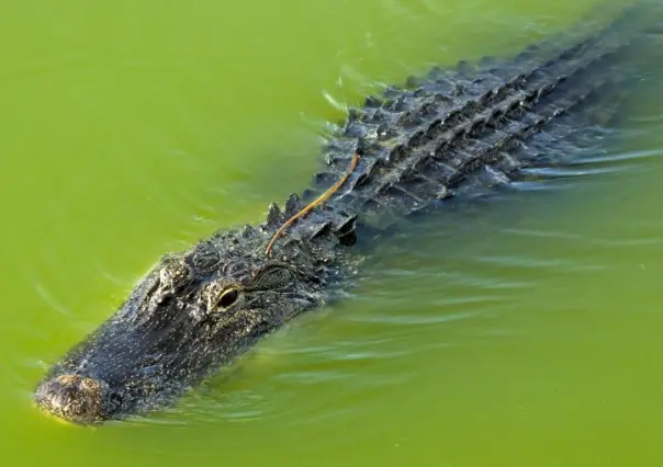 Peligros en Florida: Caimanes nadan por las calles tras el huracán Helene