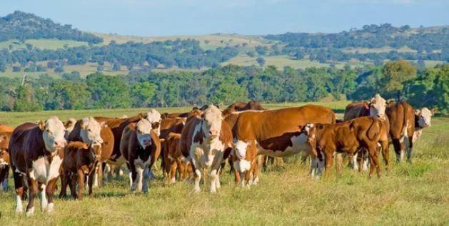 Nuevo León manda ganado en mal estado a Tamaulipas, por eso le cierran fronteras