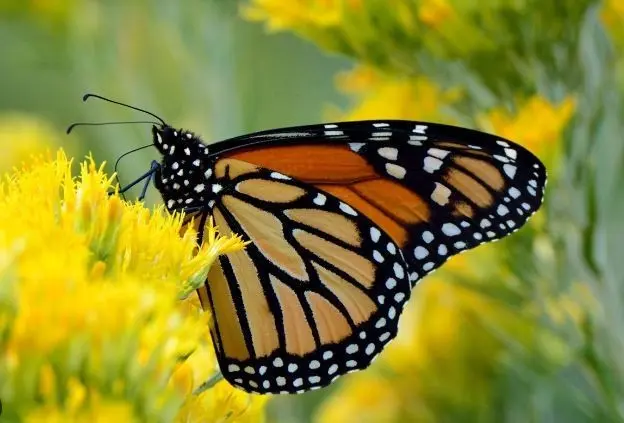 La mariposa monarca está lista para realizar su migración por Tamaulipas