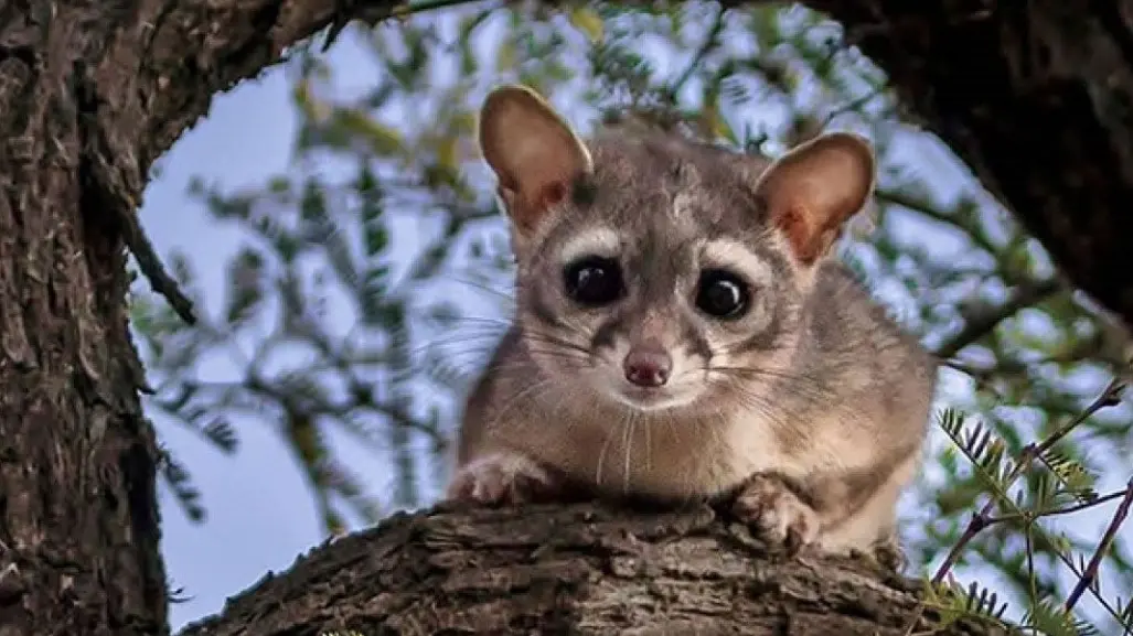 ¿Los conocías? Animales poco conocidos que habitan en Monterrey