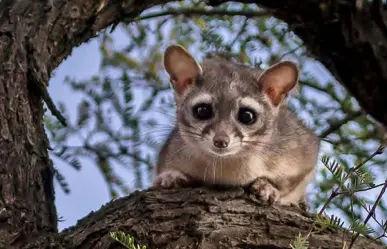 ¿Los conocías? Animales poco conocidos que habitan en Monterrey