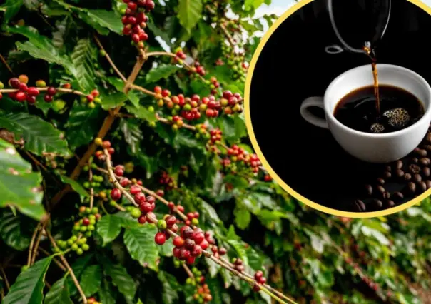 Día internacional del café: conoce su historia y beneficios