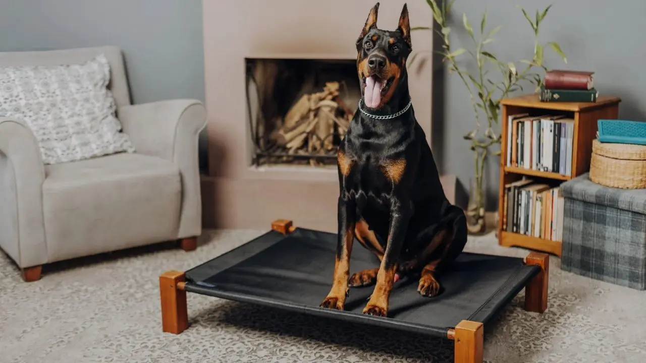 ¿Cómo determinar el peso ideal en perros? Según su tamaño y nivel de actividad