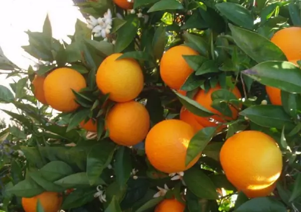 Traen lluvias a NL aumentos en producción agrícola en 2024 y 2025