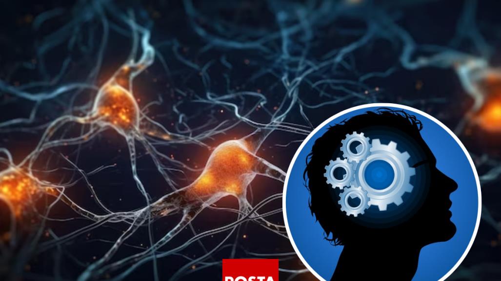 ¿Sabías que puedes reprogramar tu cerebro? La neurociencia revela el secreto