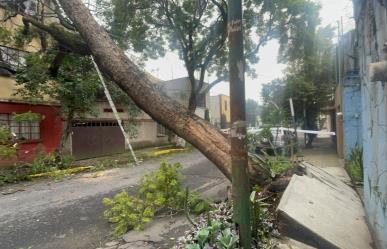 Caída de árbol de 20 metros deja sin luz a vecinos de la colonia Miguel Alemán