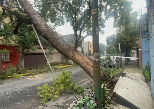 Caída de árbol de 20 metros deja sin luz a vecinos de la colonia Miguel Alemán