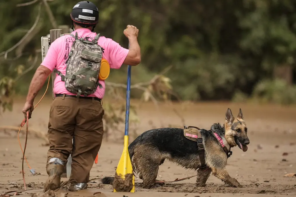 Un equipo de búsqueda y rescate, conformado por un perro y su cuidador, busca víctimas en el lodo tras el paso del huracán Helene, el martes 1 de octubre de 2024, en Swannanoa, Carolina del Norte (AP Foto/Mike Stewart)