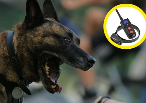 Collares eléctricos para perros, no debes usarlos, te decimos por qué
