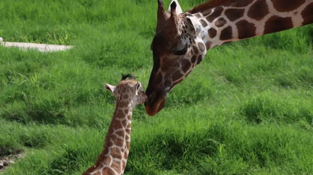 Convocan a elegir nombre para jirafa macho del Zoológico Tamatán