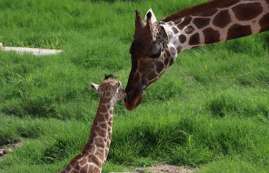 Convocan a elegir nombre para jirafa macho del Zoológico Tamatán