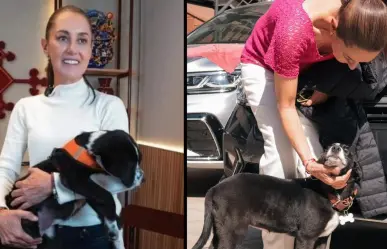 ¿Qué pasó con La Cuatro, la perrita que acompañó a Sheinbaum en campaña?