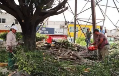 ¿Sabías que en Gómez Palacio está prohibido cortar árboles?