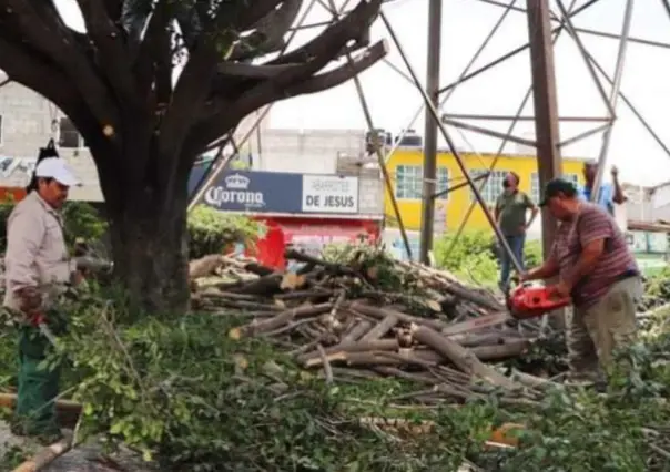 ¿Sabías que en Gómez Palacio está prohibido cortar árboles?