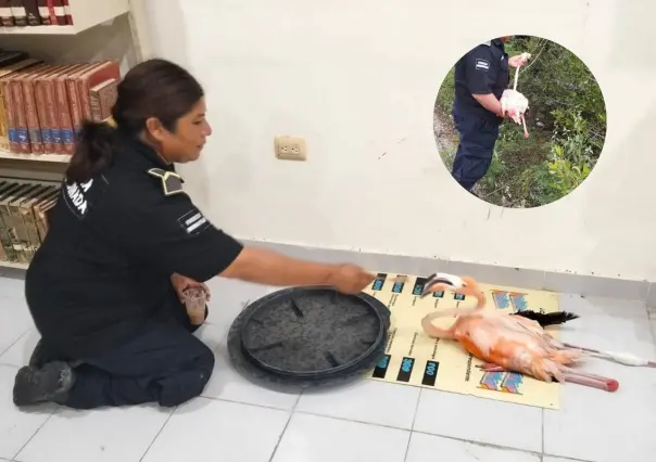 La policía de Dzemul realiza el rescate de un flamingo en estado crítico