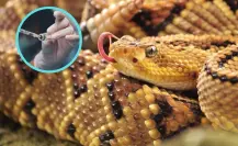 ¿Qué hacer si me pica una víbora de cascabel? Guía para tratar picaduras