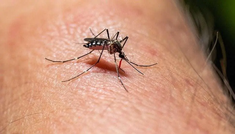 Ofrece Cruz Roja pruebas para detección de dengue