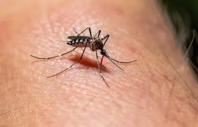 Ofrece Cruz Roja pruebas para detección de dengue