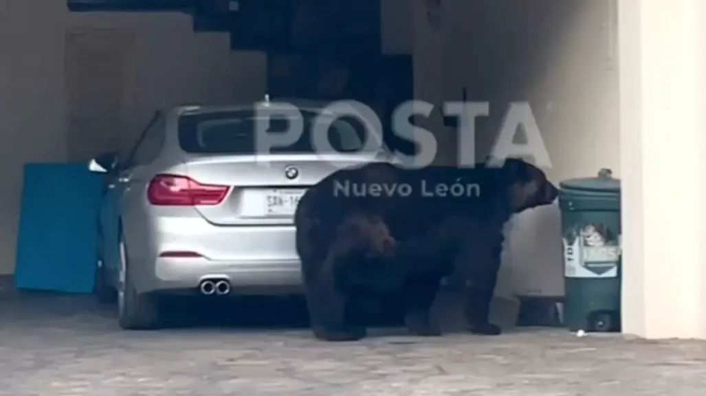 Oso busca alimento en Valle Alto Paseo Residencial, Monterrey (VIDEO)