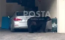 Oso busca alimento en Valle Alto Paseo Residencial, Monterrey (VIDEO)