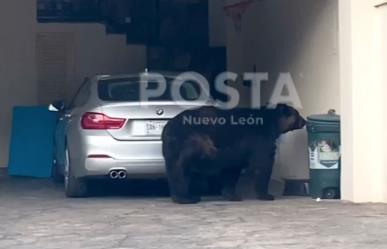 Oso busca alimento en Valle Alto Paseo Residencial, Monterrey (VIDEO)