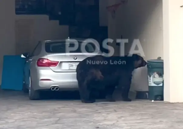 Oso busca alimento en Valle Alto Paseo Residencial, Monterrey (VIDEO)