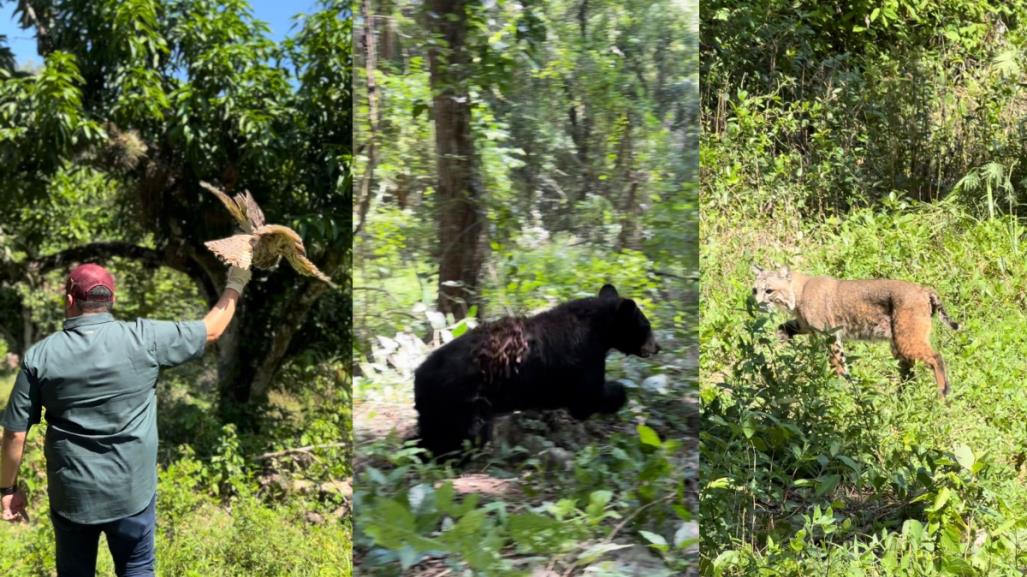 Libera la Comisión de Parques búhos, linces, ocelote y osezna