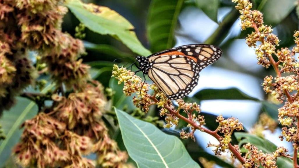 Mariposa Monarca en Coahuila: Los peligros en la ruta que la amenazan