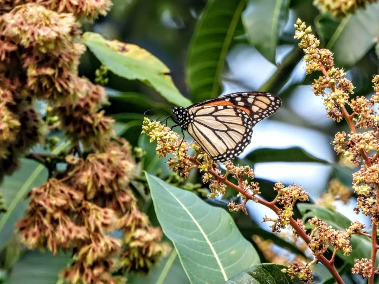 El pasado miércoles 2 de octubre, se realizaron los primeros avistamientos de mariposas monarcas en Ciudad Acuña. (Fotografía: Cortesía)