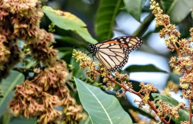 Mariposa Monarca en Coahuila: Los peligros en la ruta que la amenazan